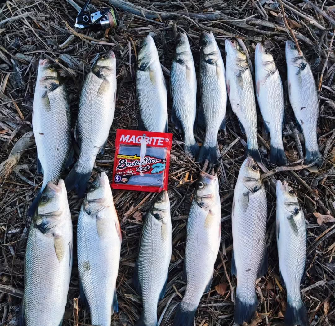 Magbite Snatch Bite Shad 3’’ 08 Orekin Bait