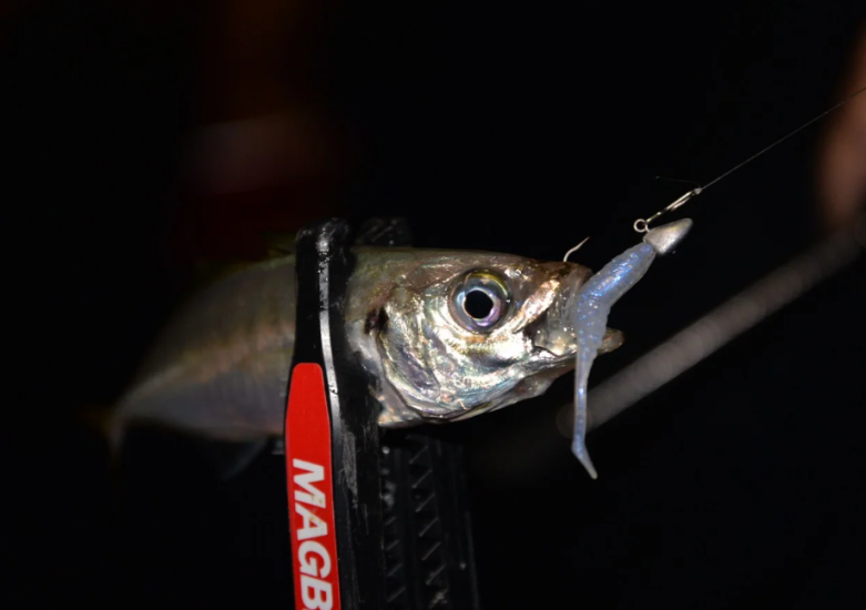 Magbite Chucky 1.8’’ 4.5cm 13 Whitebait Glow Glitter Kokulu Silikon Yem