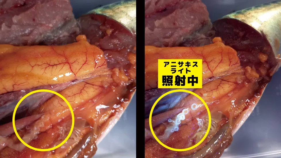 Hapyson YF-980 Waterproof Anisakis Light UV Fener